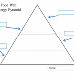 Free Energy Pyramid Cliparts, Download Free Clip Art, Free Clip  Inside Blank Food Web Template