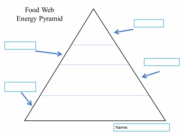 Free Energy Pyramid Cliparts, Download Free Clip Art, Free Clip  Inside Blank Food Web Template Throughout Blank Food Web Template